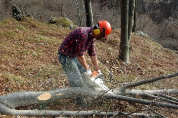 Ordinanza contingibile e urgente per taglio rami ed alberi in propriet&#224; privata interferenti con la sede ferroviaria sul territorio comunale.